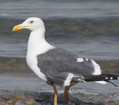 Larus livens