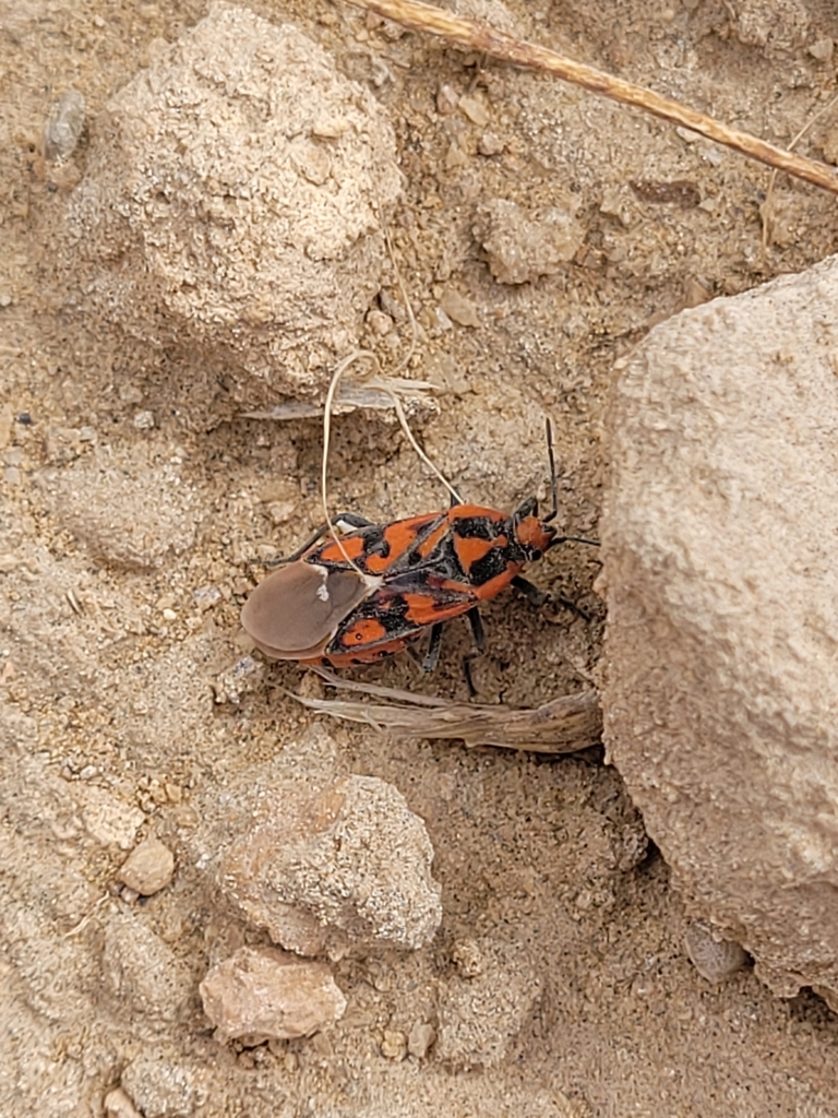 Spilostethus rubriceps