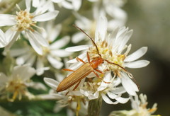 Stenoderus concolor