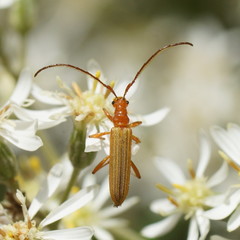 Stenoderus concolor