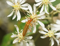 Stenoderus concolor