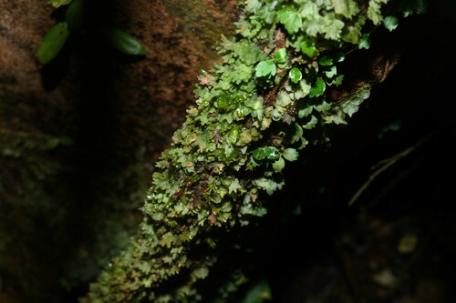 Didymoglossum kapplerianum