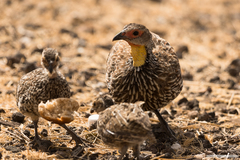 Pternistis leucoscepus