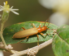 Stenoderus concolor