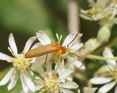 Stenoderus concolor