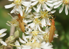 Stenoderus concolor