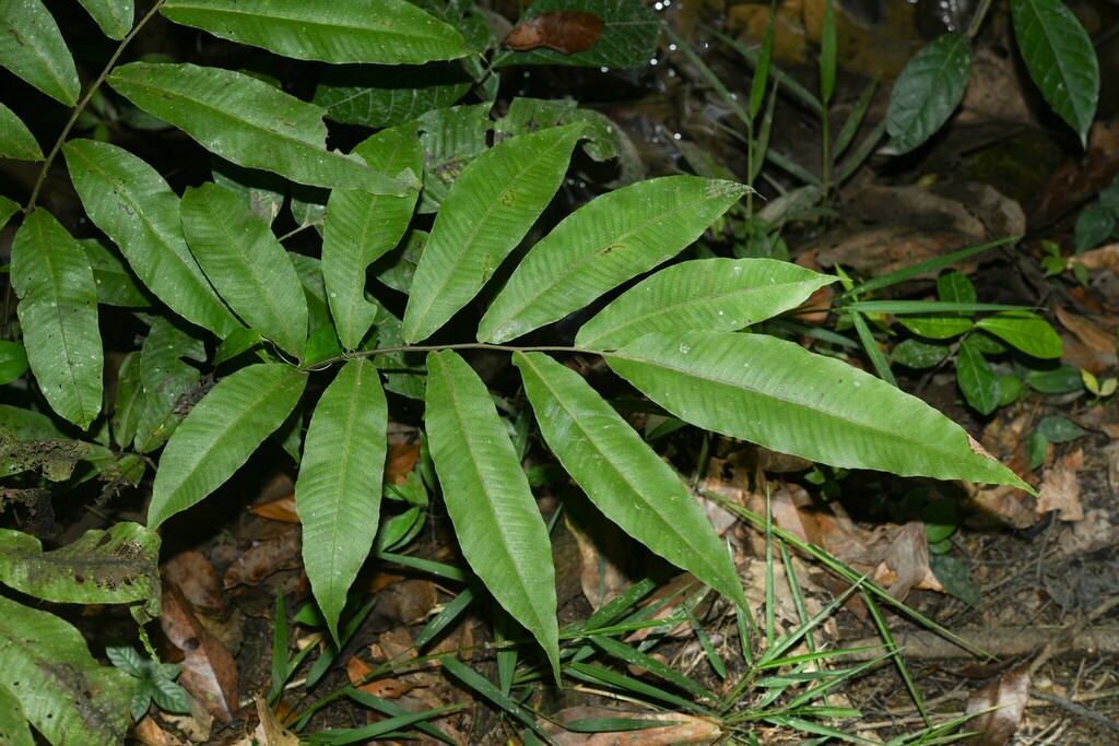 Meniscium macrophyllum