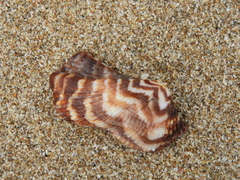 Arca pacifica