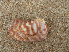Arca pacifica