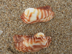 Arca pacifica