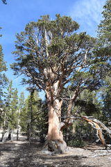Pinus contorta murrayana
