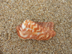 Arca pacifica