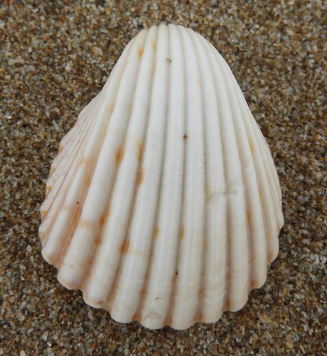 Mexican Cockle