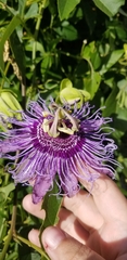 Passiflora