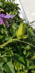 Passiflora