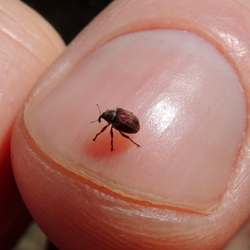 Coeliodinus rubicundus
