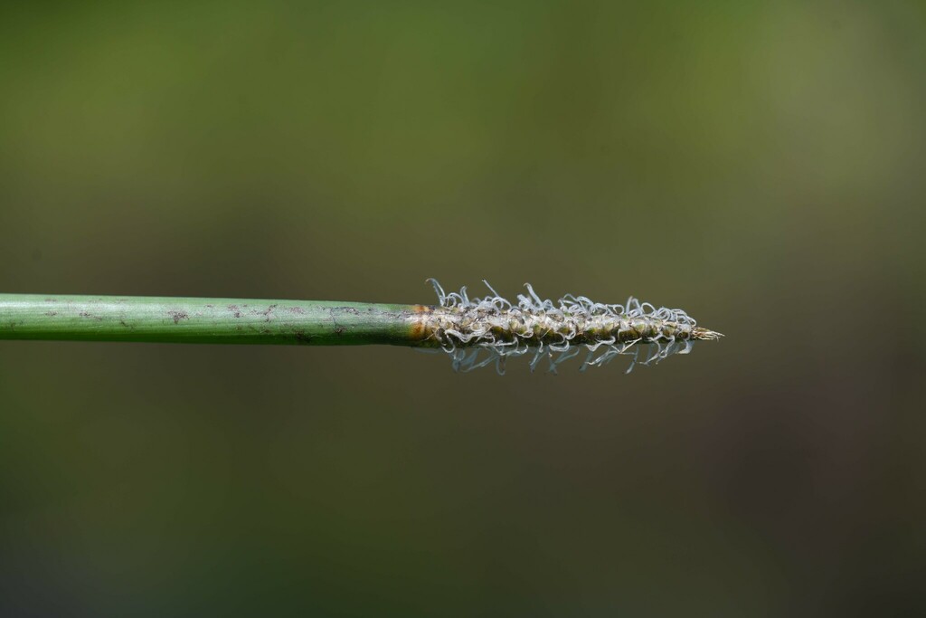 Eleocharis endounifascis