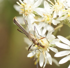 Enchoptera apicalis