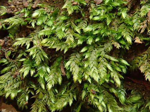Image of Taxiphyllum wissgrillii by (c) Christian Berg, some rights reserved (CC BY)