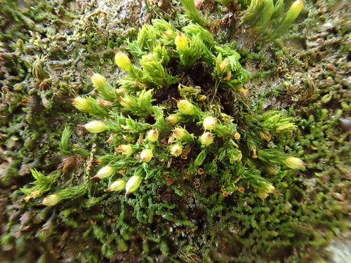 Image of Orthotrichum patens by (c) Christian Berg, some rights reserved (CC BY)