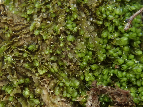 Image of Jungermannia atrovirens by (c) Christian Berg, some rights reserved (CC BY)
