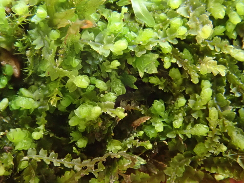 Image of Mesoptychia collaris by (c) Christian Berg, some rights reserved (CC BY)