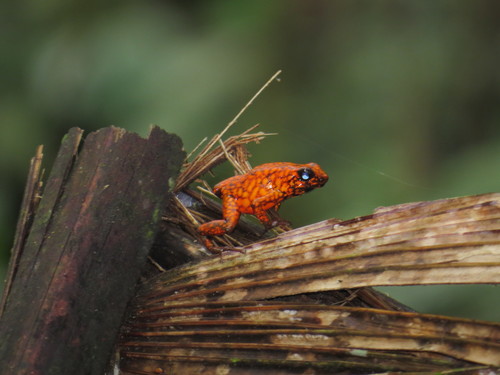 kiki poison dart frog, Oophaga sylvatica