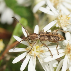 Pempsamacra dispersa