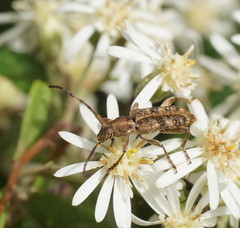 Pempsamacra dispersa