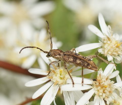 Pempsamacra dispersa