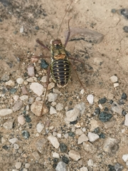Parasteropleurus martorellii