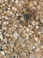Parasteropleurus martorellii