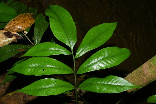 Thinleaf Creepingfern (Mickelia nicotianifolia)