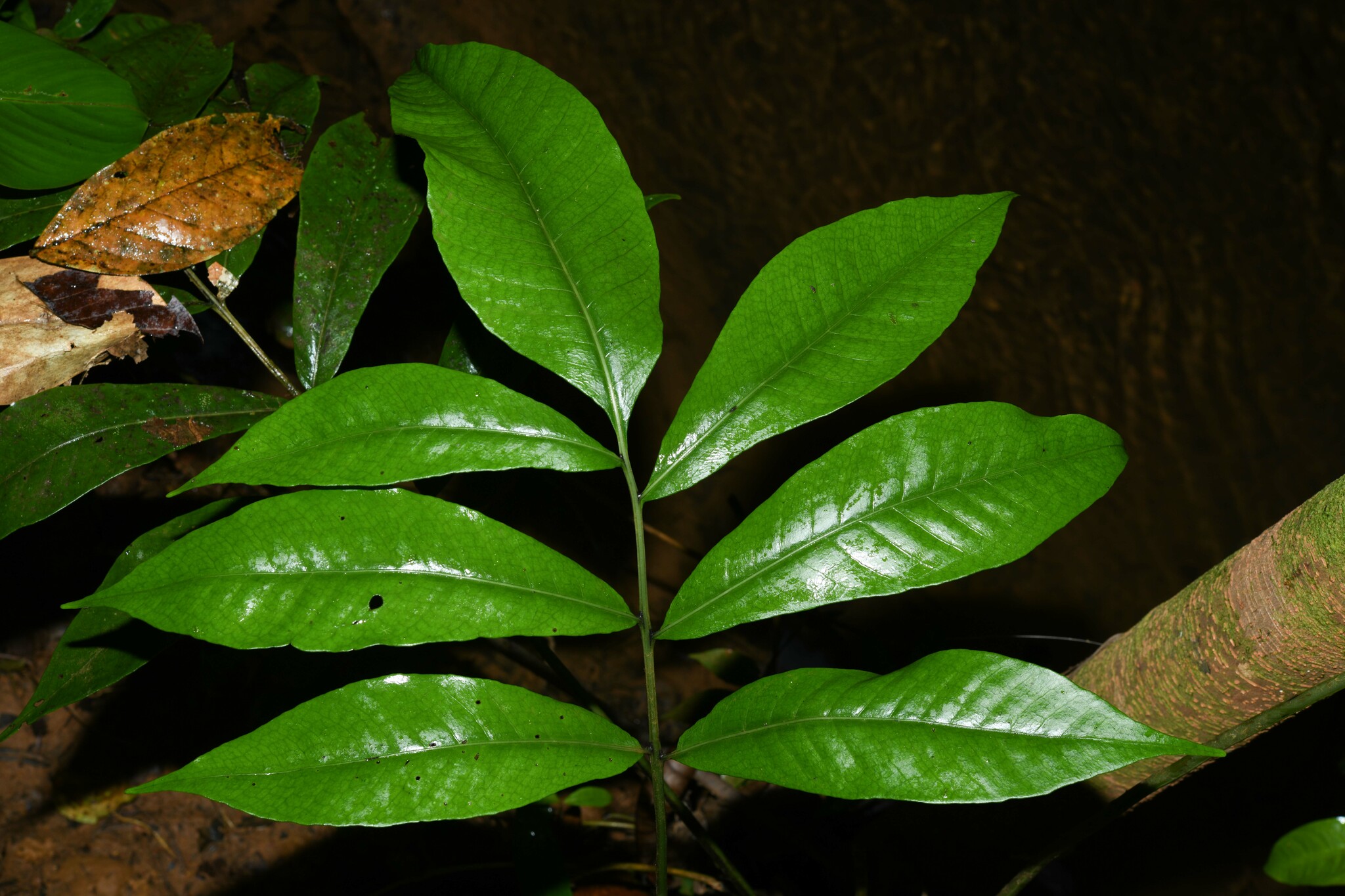 Mickelia nicotianifolia