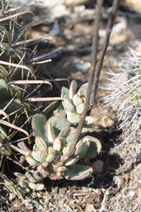 Echeveria nodulosa