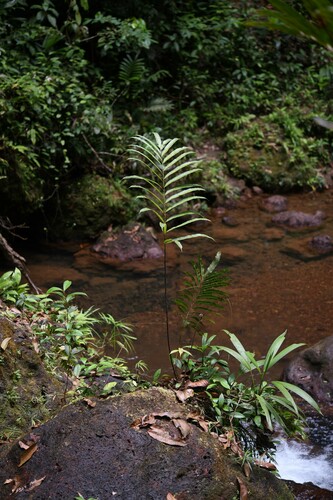 Metaxyaceae