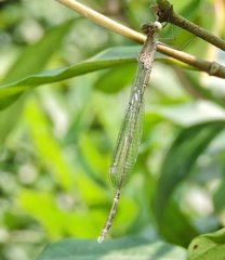 Lestes praemorsus
