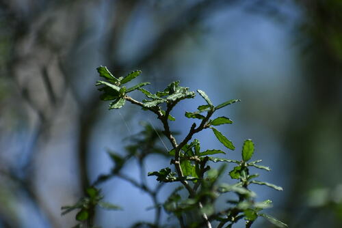 Bernardia myricifolia