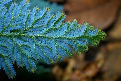 Selaginella willdenowii