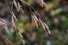 Bromus latiglumis