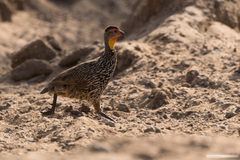 Pternistis leucoscepus