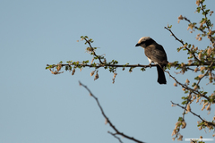 Eurocephalus ruppelli