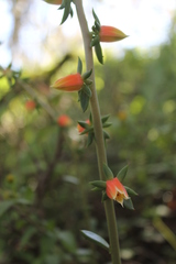 Echeveria nodulosa