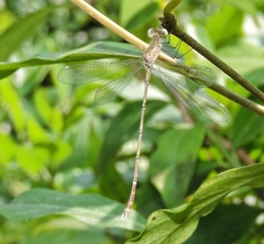 Lestes praemorsus