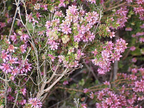 Image of Erica similis by no rights reserved