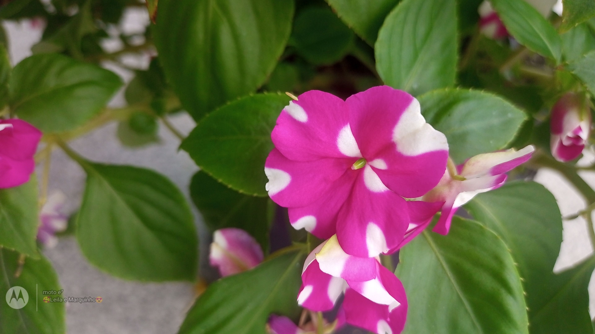 Impatiens walleriana