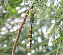 Anax indicus