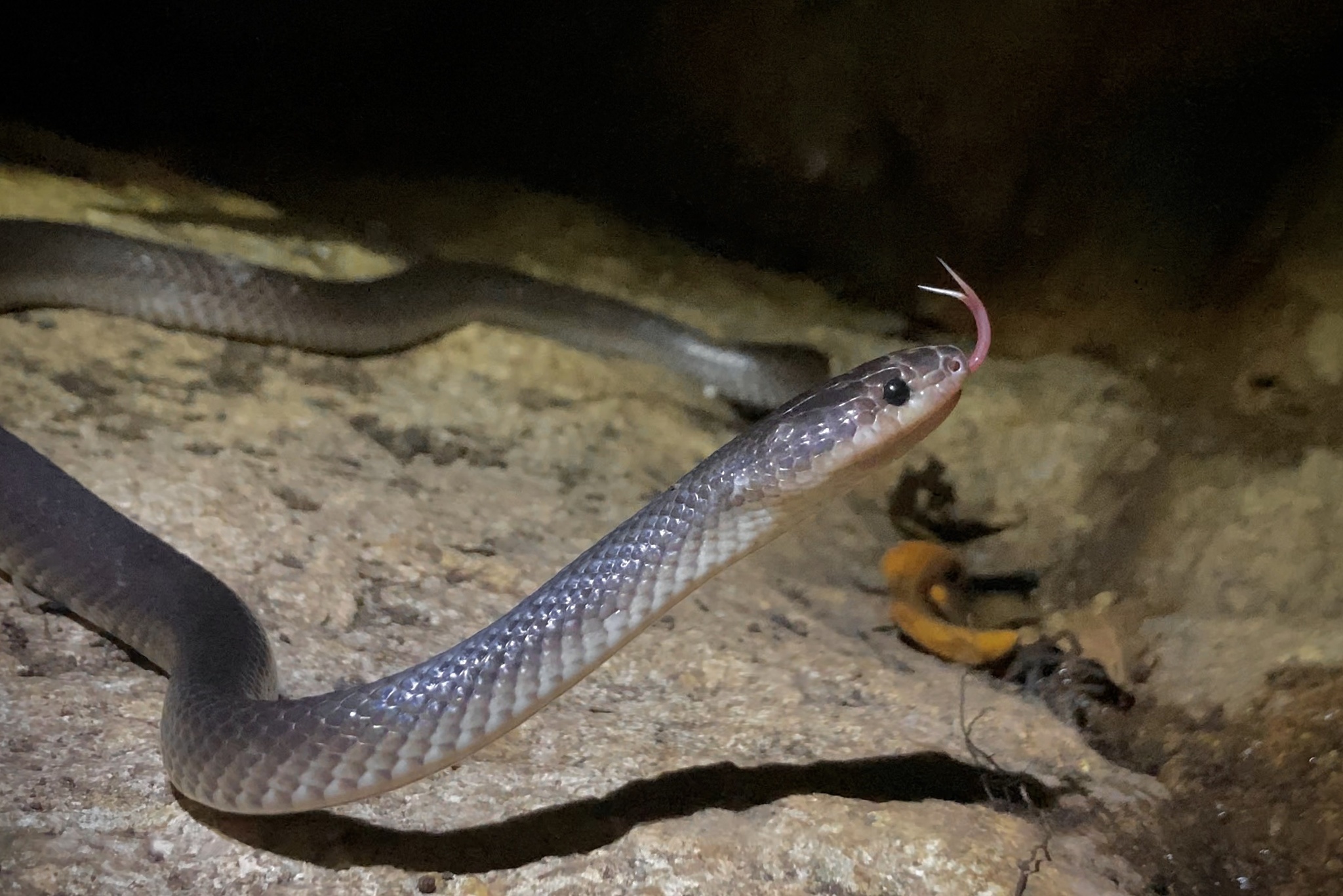 Slatey-grey Snake (Stegonotus cucullatus), Slatey-grey Snak…