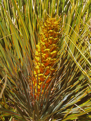 Aciphylla colensoi