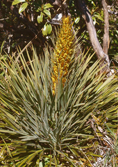 Aciphylla colensoi